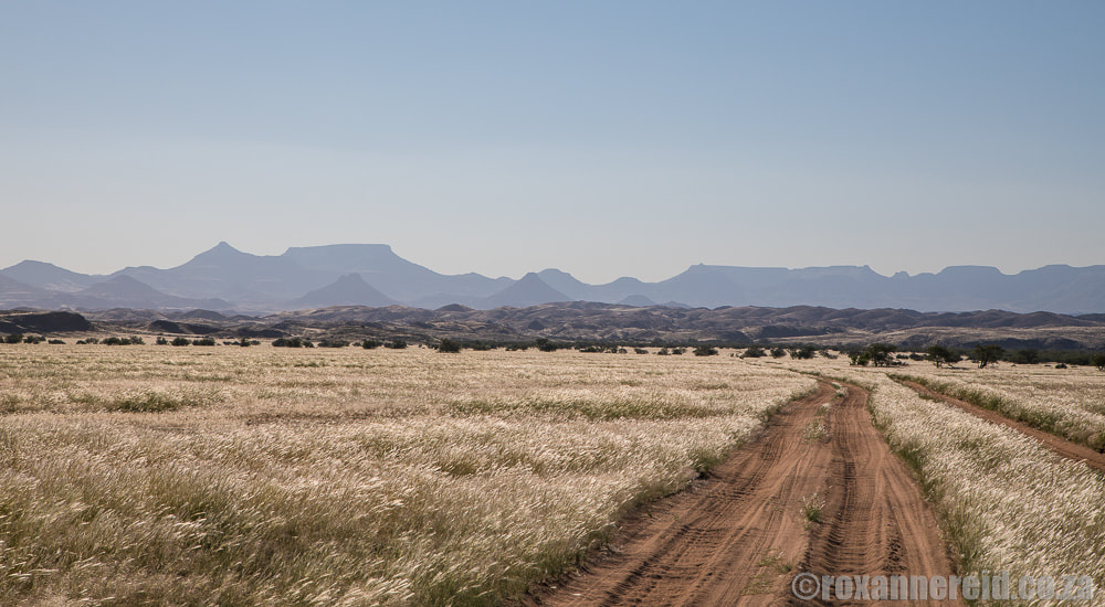 Nature drive to see desert elephants from Twyfelfontein Country Lodge, Namibia