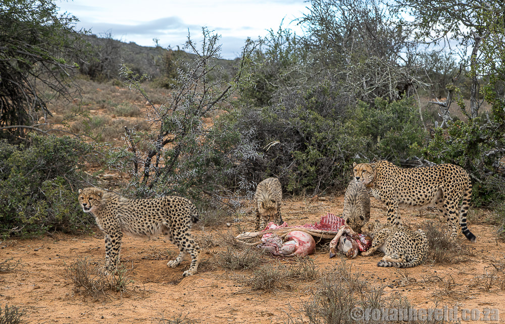 Cheetah and cubs, Samara Private Game Reserve, Graaff-Reinet, Eastern Cape Karoo