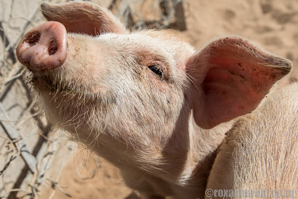 Pig at Gondwana Namibia's Self Sufficiency Centre at Stampriet
