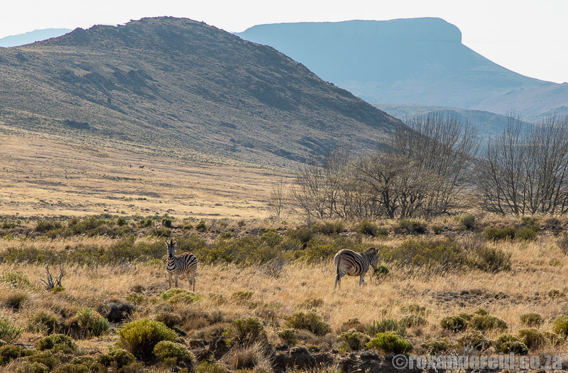 Zebras and mountains at Sneeuberg Nature Reserve near Nieu Bethesda, Karoo