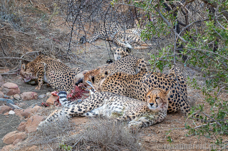 Cheetah kill at Samara Game Reserve, Estern Cape
