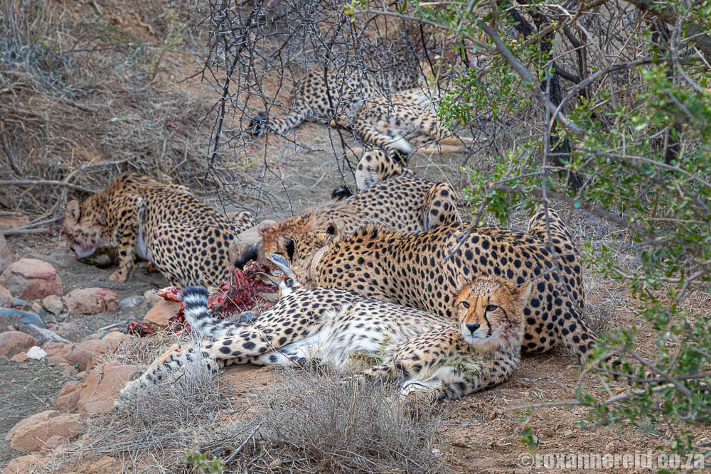 Cheetahs on a kill, Samara Karoo