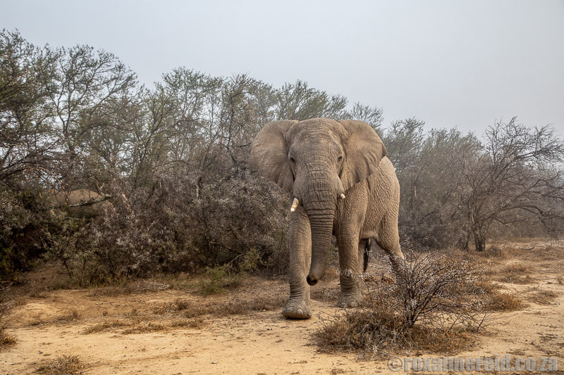 Game reserves near Port Elizabeth: elephant at Samara
