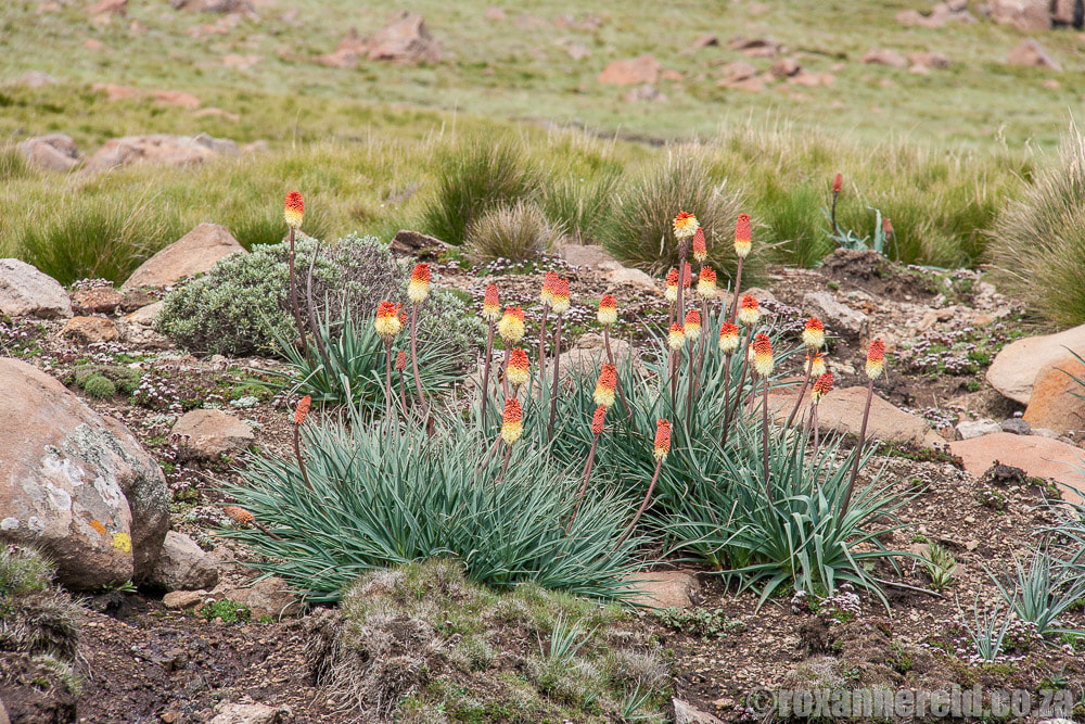 Alpine flowers, Lesotho