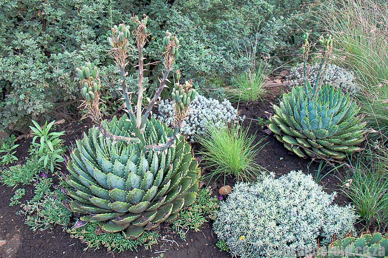 Lesotho points of interest: Katse Botanical Garden