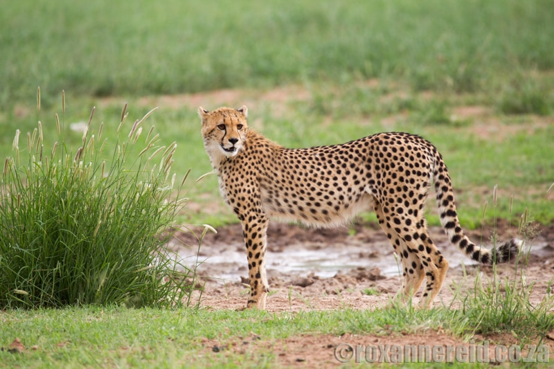 Cheetah, Kgalagadi Transfrontier Park, Kalahari, Southern Africa