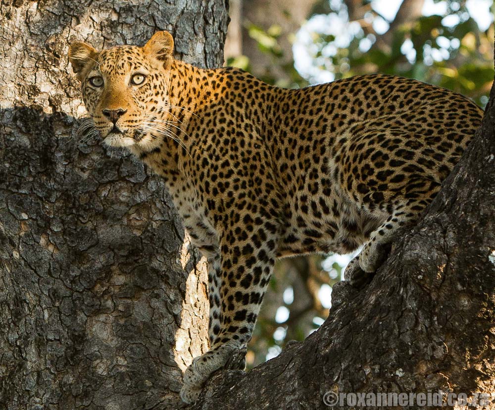 Zambia safari - South Luangwa safari 