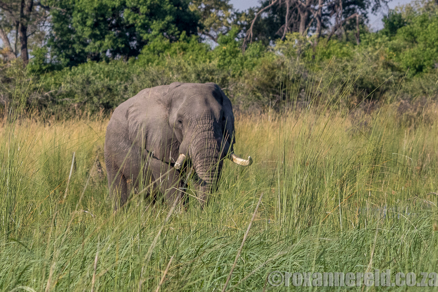 Elephant, Okavango, Botswana
