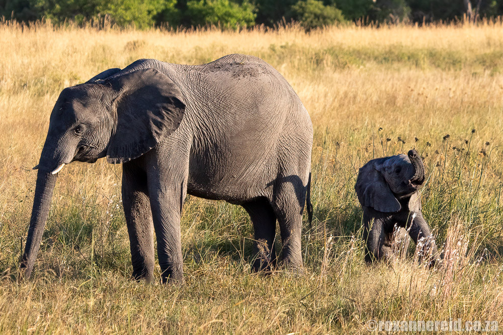 Elephant with calf, Linyanti Botswana