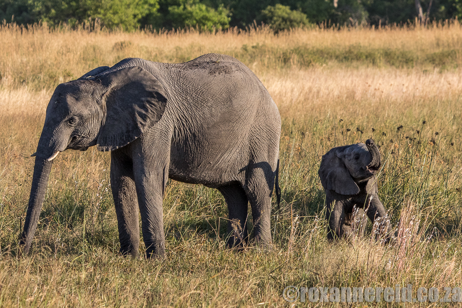 Elephants, DumaTau, Linyanti, Botswana