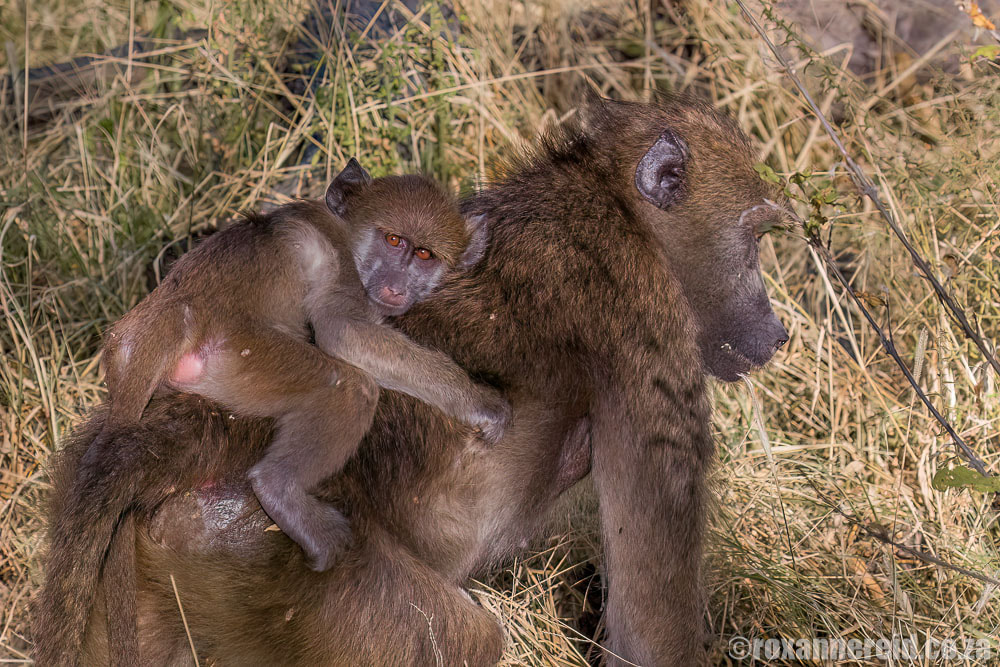 Baboon with baby on her back, Linyanti Botswana