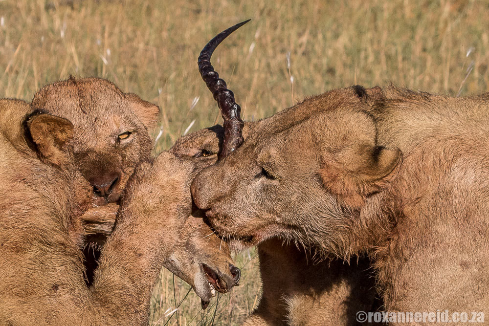 Lions fighting over impala head, Linyanti Botswana
