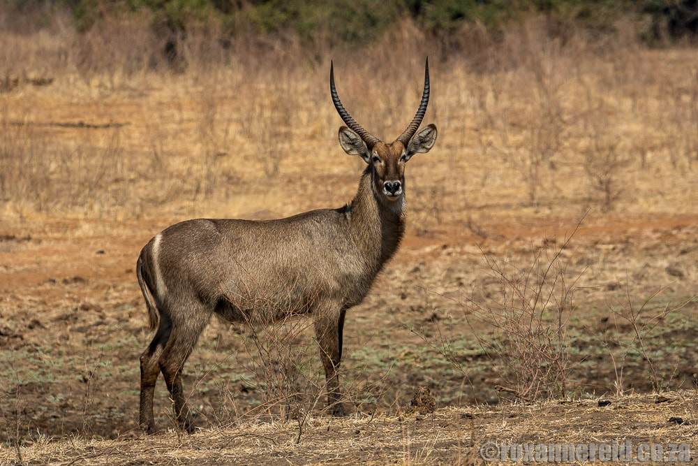 Waterbuck, Sapi Concession, Zimbabwe