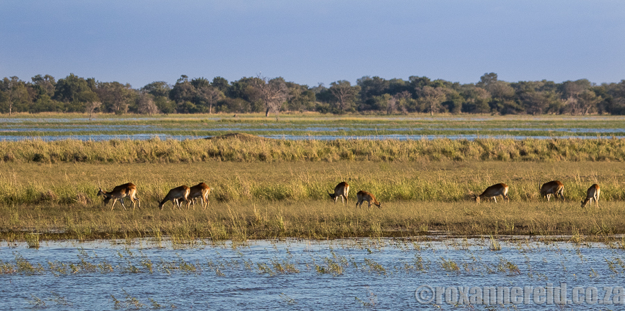 Sedudu Island, Chobe, Botswana