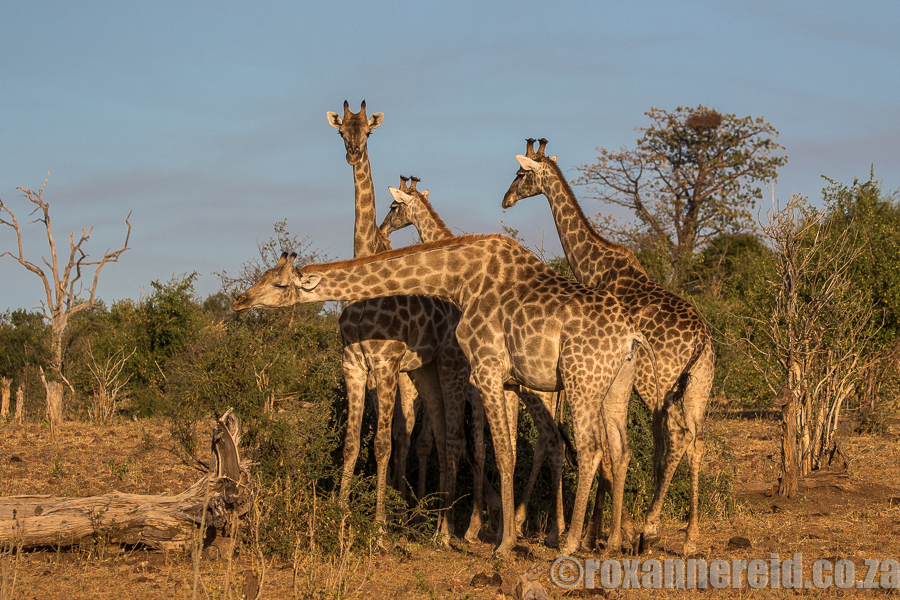 Giraffe, Chobe National Park, Botswana