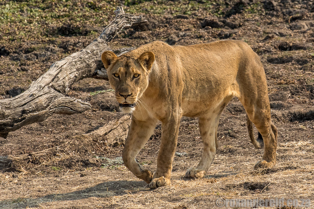 Lion, Greater Mana Expedition at Sapi and Mana Pools Zimbabwe