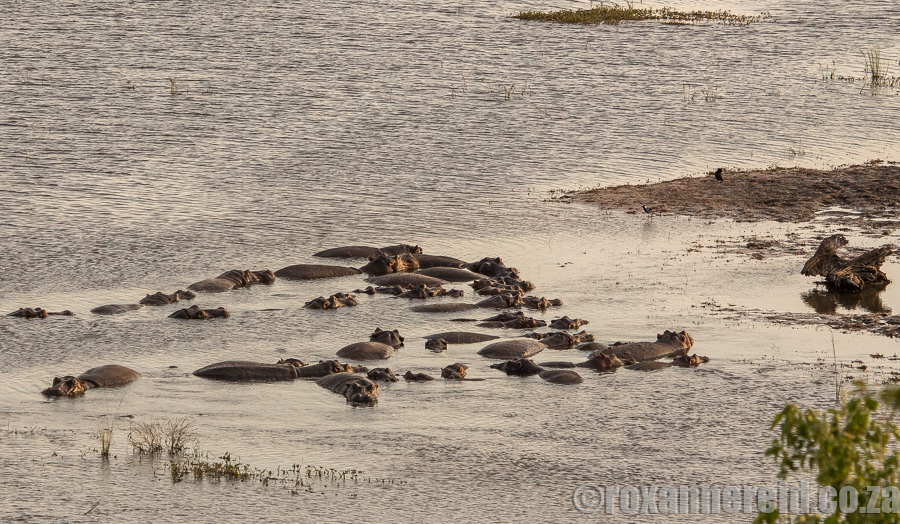 Hippo, Chobe, Botswana