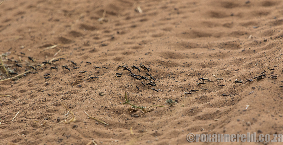 Ants, Chobe, Botswana