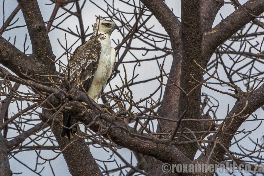 Osprey, Chobe, Botswana