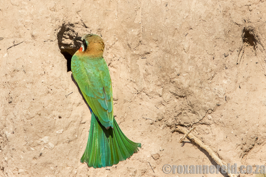 White-fronted bee-eater, Chobe, Botswana