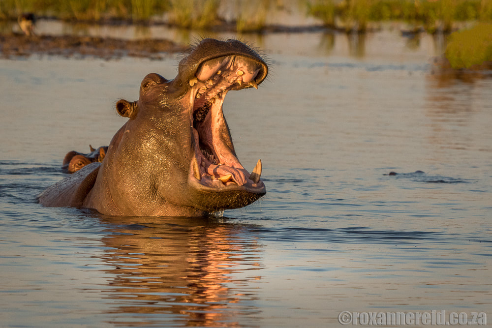 Hippo, Zambezi National Park, Zimbabwe