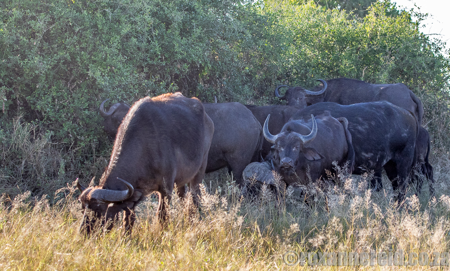 Buffalo, Chobe, Botswana