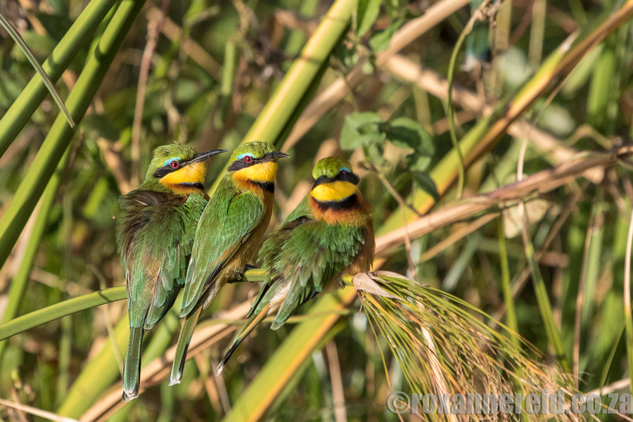 Little bee-eaters, Botswana