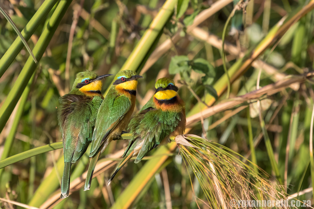 Birding in the Okavango Delta, Botswana: little bee-eaters