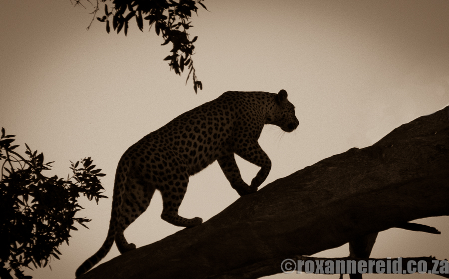 Leopard, Duba Expedition Camp, Okavango, Botswana