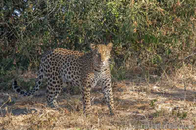 Leopard, SANParks wilderness trails