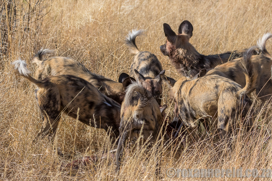 Wild dogs, Selinda, Botswana