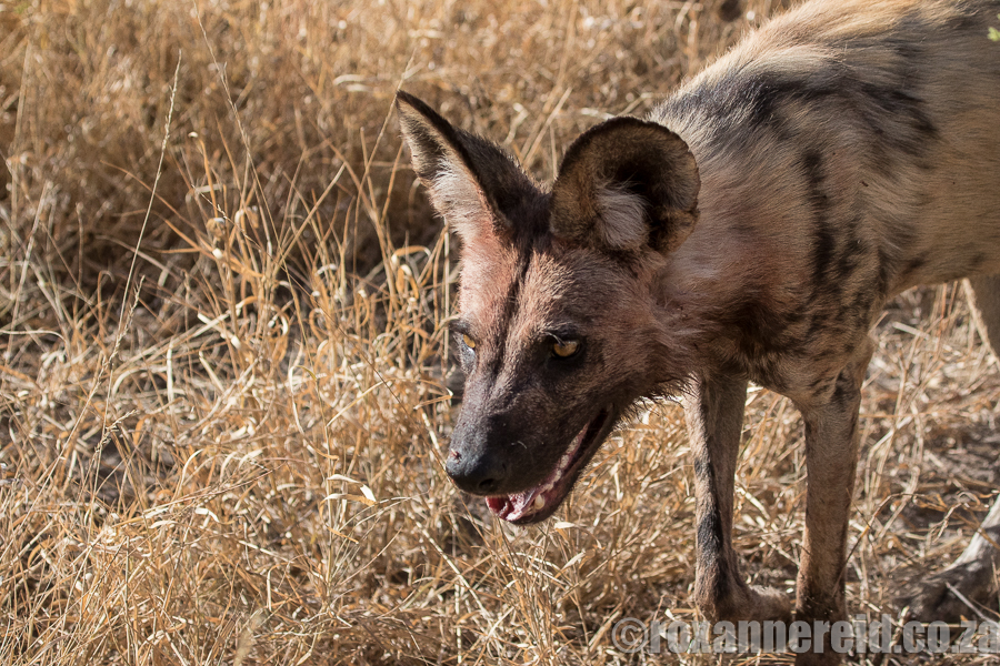 Wild dogs, Selinda, Botswana