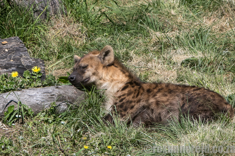 Spotted hyena, Jukani Wildlife Sanctuary