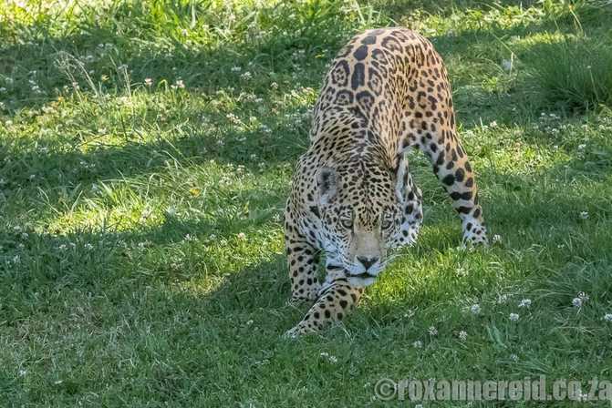 Jaguar, Jukani Wildlife Sanctuary