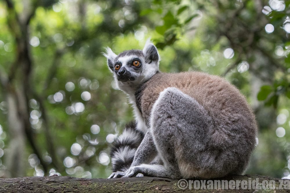 Ring-tail lemur, Monkeyland, Garden Route