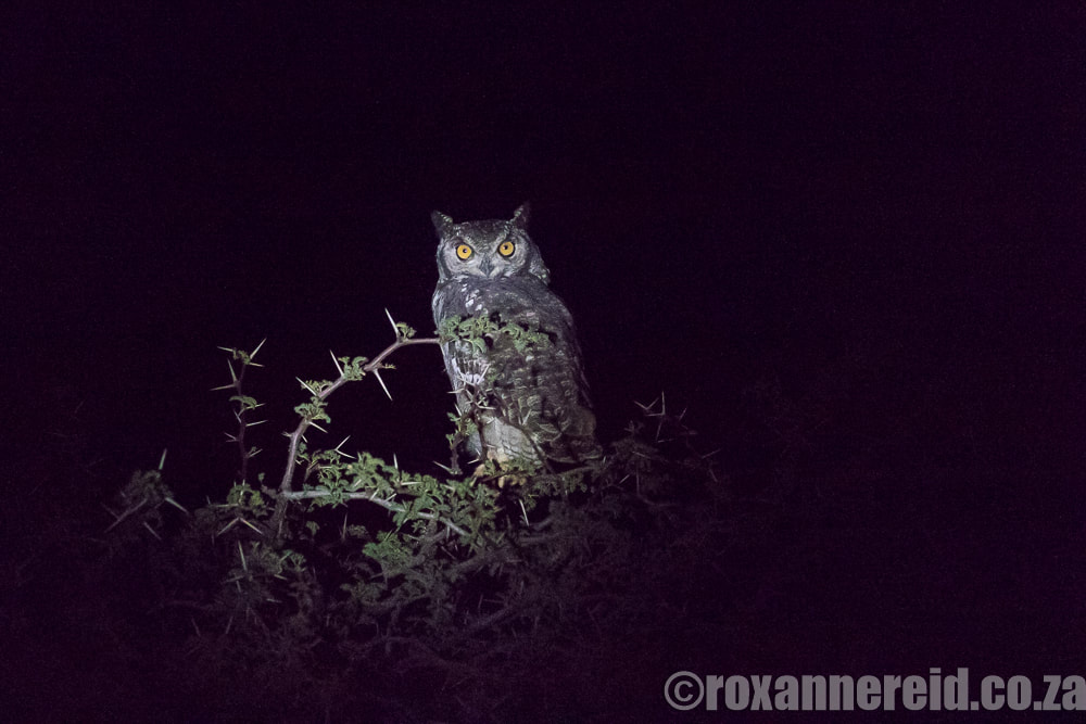 Spotted eagle-owl, Karoo National Park, South Africa
