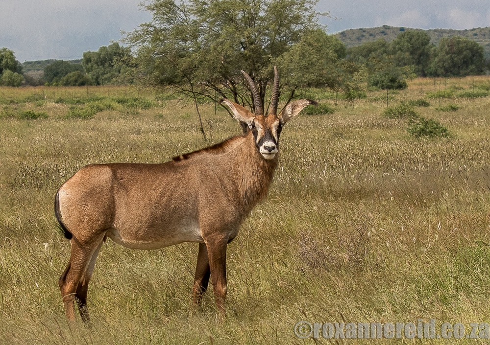 Roan antelope, Mokala National Park