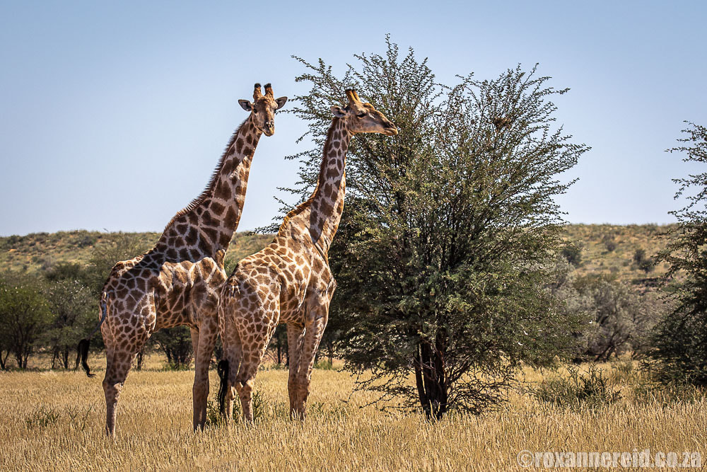 Giraffe at Kalahari Anib, Mariental lodge
