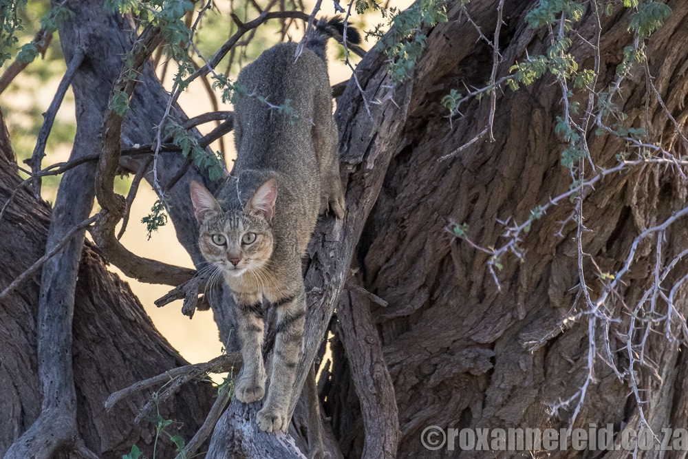 African wild cat, Kgalagadi Transfrontier Park