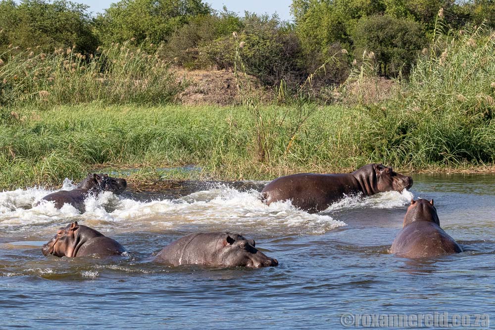 Hippos on the Zambezi River, Namibia