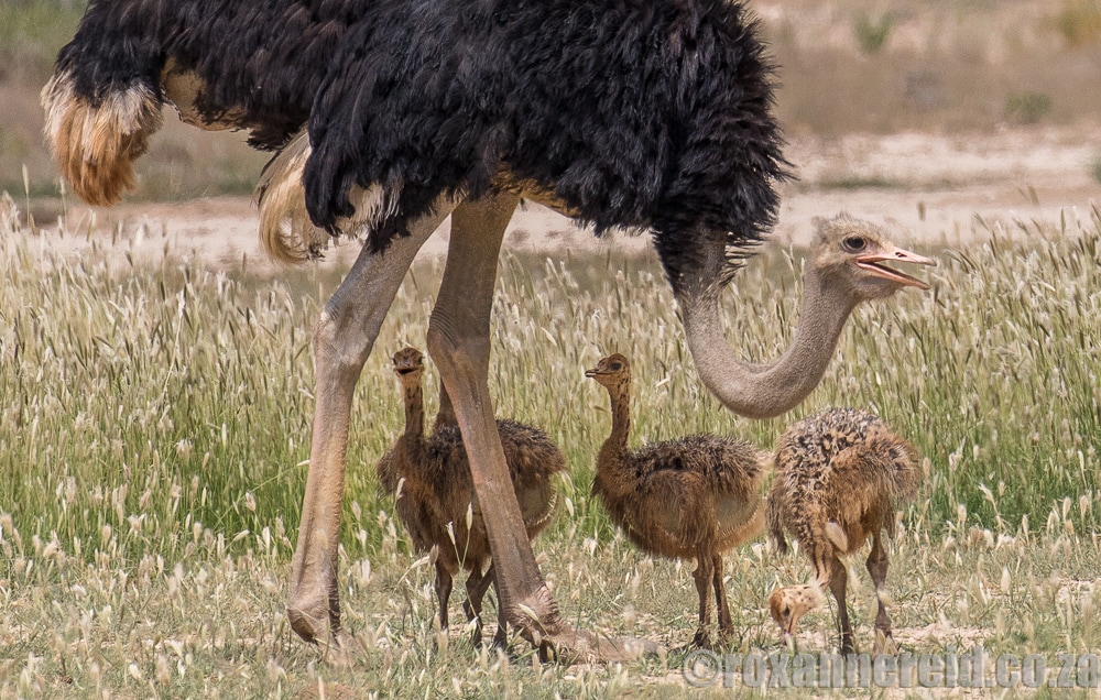 Ostrich chicks, Kgalagadi Transfrontier Park