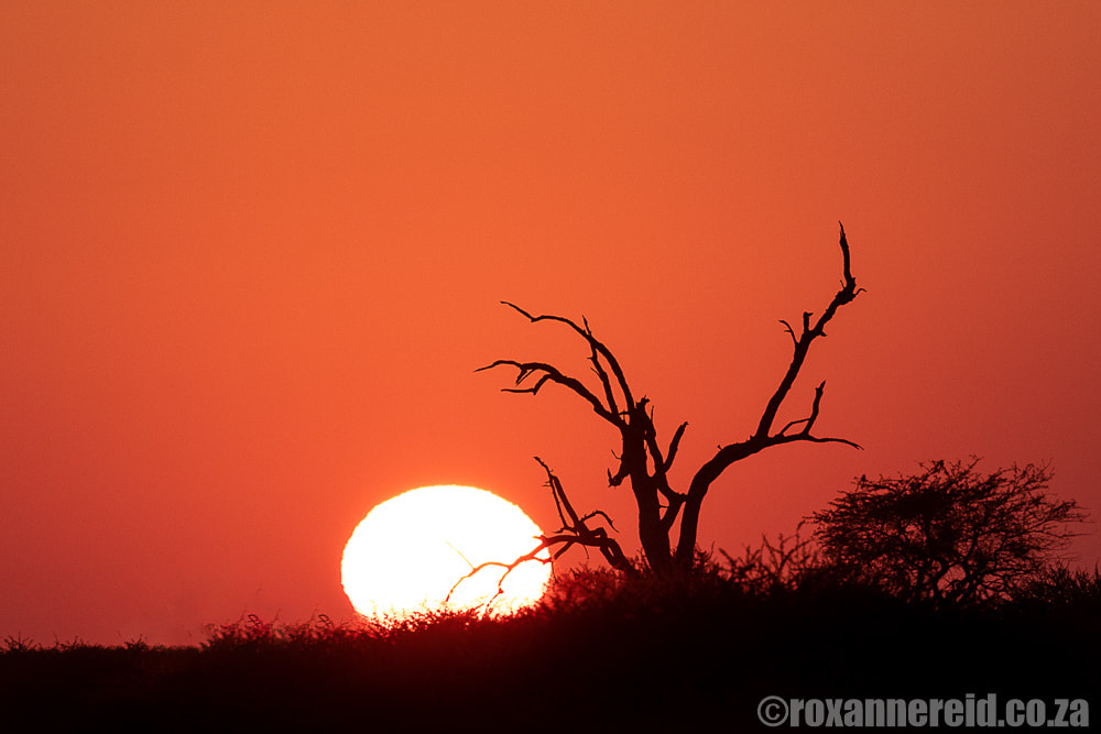 Sunset, Kalahari Game Reserve
