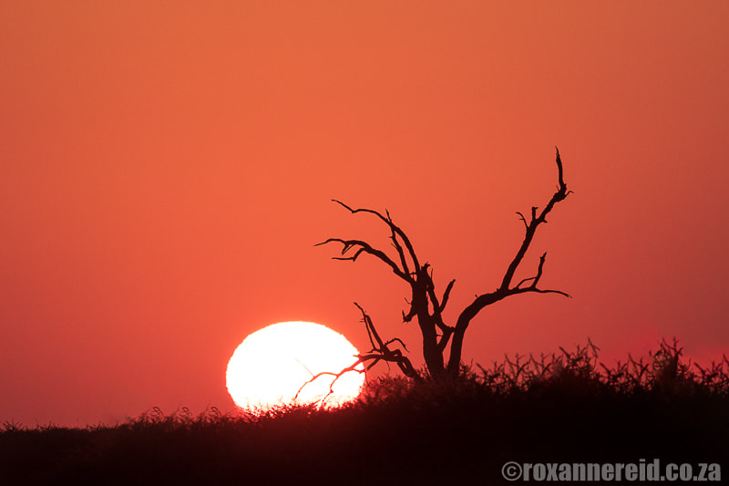 Botswana tourist attractions: sunset in the Central Kalahari on safari