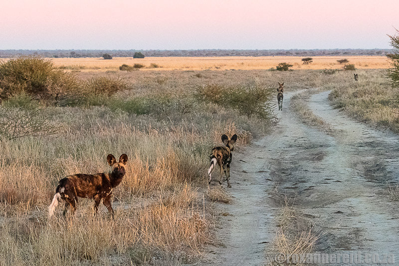 Botswana holidays: wild dogs hunting at dawn in the Central Kalahari Game Reserve