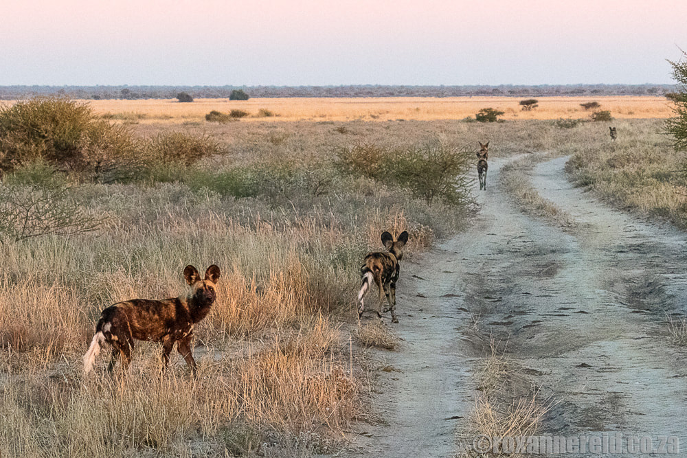 Wild dogs, Central Kalahari