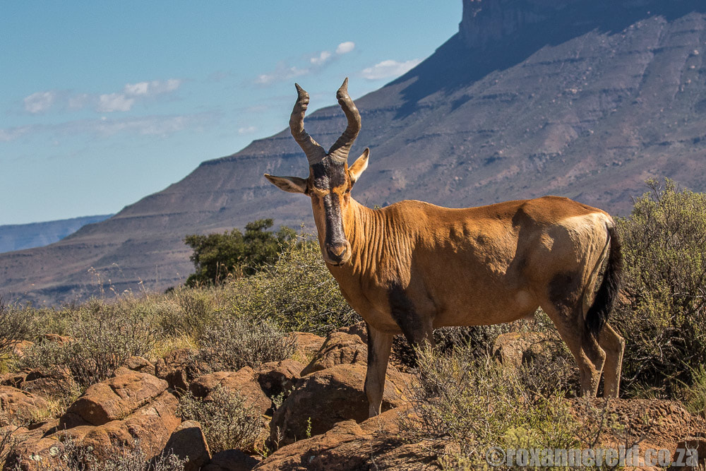 Go on a game drive - red hartebeest
