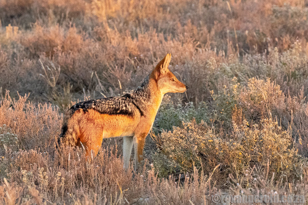 Black-backed jackal, Kalahari safari