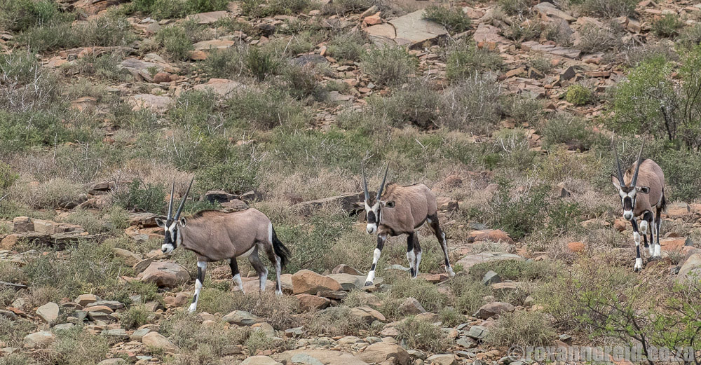 Gemsbok or oryx in the Karoo