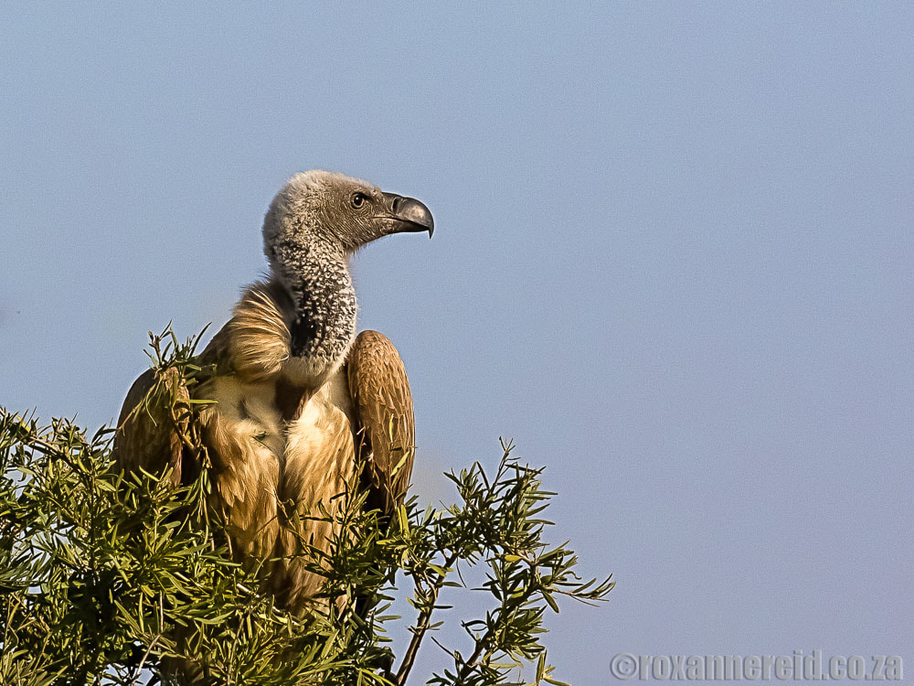 Vulture, Central Kalahari Game Reserve, Botswana