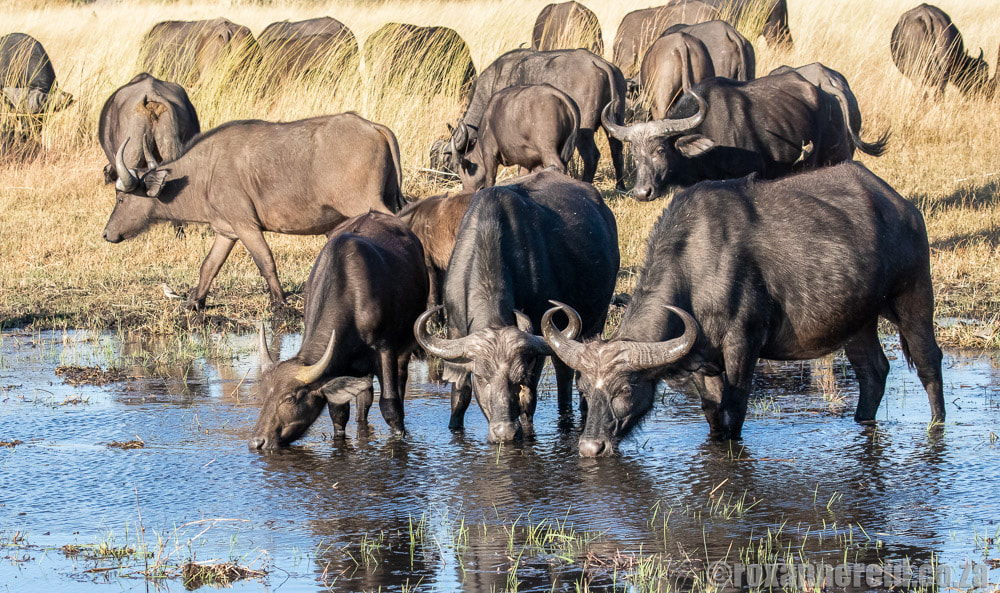 Buffalos drinking in the Okavango